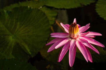 pink water lily