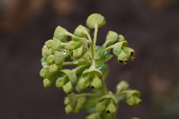 Rama verde