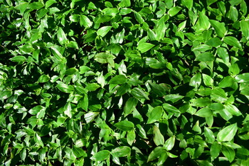 Fototapeta na wymiar Green leaves texture. Green leaves background with sun light.