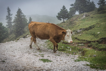 Velika Planina - The Geat Pasture - Slovenia. Misty mountains, shepherd houses, green rolling hills. Cow on the pasture.