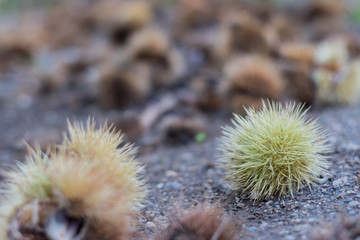 Castañas