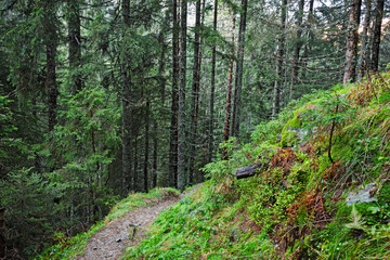 Path in the coniferous forest in the Swiss valleys