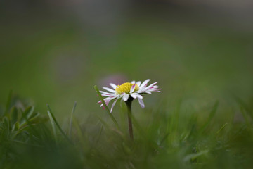 Gänseblümchen © Hanna Gottschalk