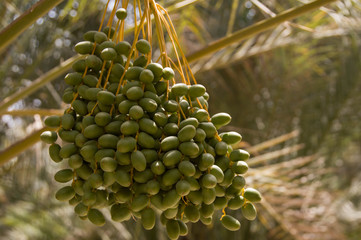 dates on a tree