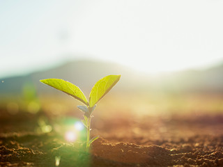 Young plant growing in sunlight on mountain at sunset time