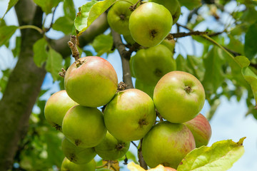 Shiny delicious apples hanging from a tree branch in an apple orchard.