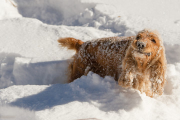 English cocker spaniel puppy playing during snowy winter day.