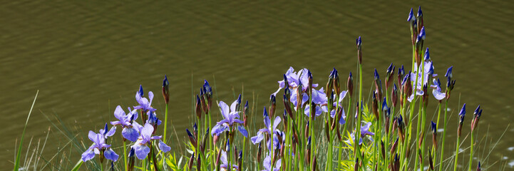 Schwertlilie, (Iris), © lichtbildmaster