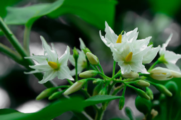  Eggplant flowers are gorgeous colors look inviting.