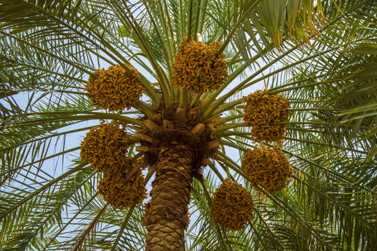  dates palm tree