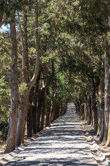 Allee Kreuzweg Golgatha auf dem Filerimos