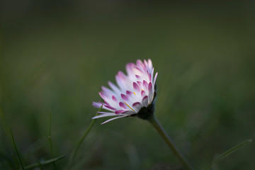 Gänseblümchen © Hanna Gottschalk