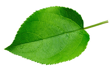 Fototapeta premium Apple leaf isolated