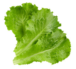 lettuce leaves Clipping Path