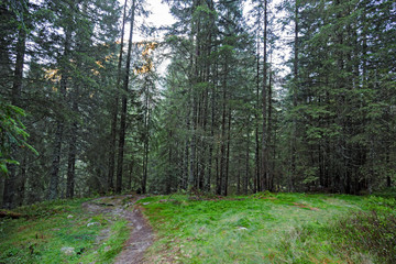 Path in the coniferous forest in the Swiss valleys