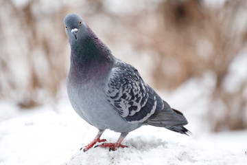 the dove in the winter landscape