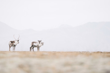 Cold morning in the eastern Iceland, Wild reindeers herd