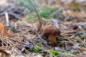 Wild edible bay bolete known as imleria badia or boletus badius mushroom growing in pine tree forest..