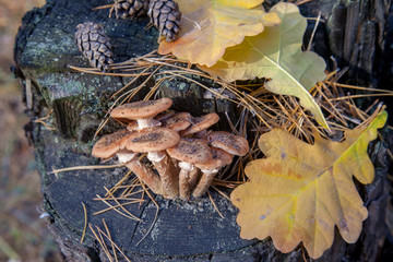 Wild forest mushrooms honey agarics on wooden stump..
