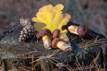 Group of wild edible bay bolete known as imleria badia or boletus badius mushroom on old stump in pine tree forest..