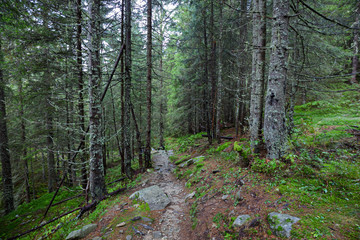 Path in the coniferous forest in the Swiss valleys