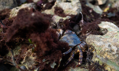 crab on rock
