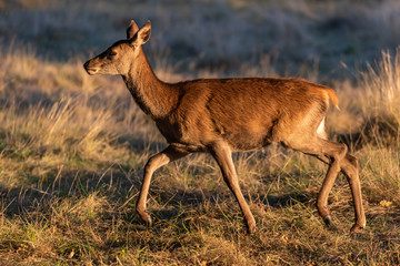 Cervo