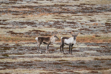 Wild reindeers herd in the eastern Iceland