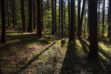 Wald im Sommer