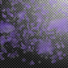 Violet flower petals falling down. Noteworthy roma