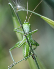 green grasshopper eyes with concern inside the photographic lens