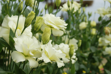 Blooming White Eustoma, Lisianthus Flowers in the Garden