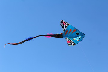 Kite flying in the sky