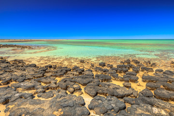 Stromatolites at Hamelin Pool, a protected Marine Nature Reserve in Shark Bay, Western Australia....