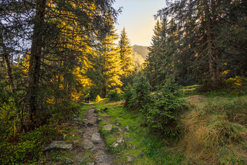 Coniferous forest in the Swiss valleys flooded by the warm sunset light.