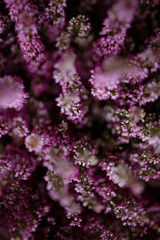 Pink heather flower bush background