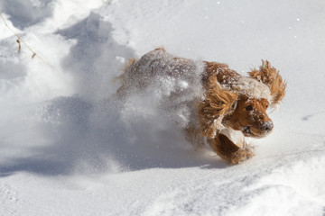 spaniel jumping in the snow with ears raised