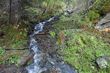 Mountain stream flows quickly among the rocks in the woods