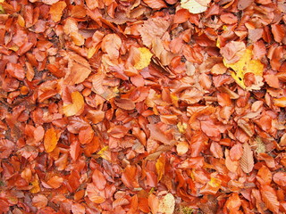Red and brown autumn leaves near Thuisbrunn in the Franconian Switzerland east of Nuremberg