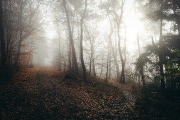 Forest foggy mood in germany