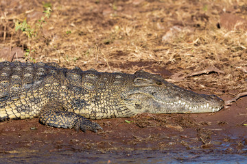 Nile Crocodile in Chobe river, Botswana