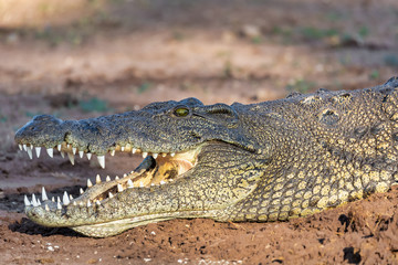 Nile Crocodile in Chobe river, Botswana
