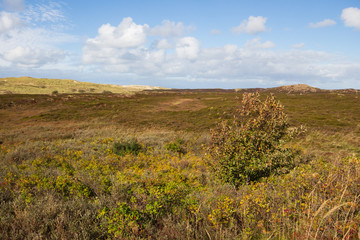 Obraz premium Dünenlandschaft auf Sylt