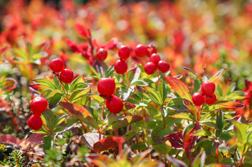 Obraz premium Northern fresh berries on the Kola Peninsula in the Russian Arctic