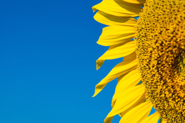 Beautiful landscape with field of blooming sunflowers field over cloudy blue sky and bright sun lights.Thailand.