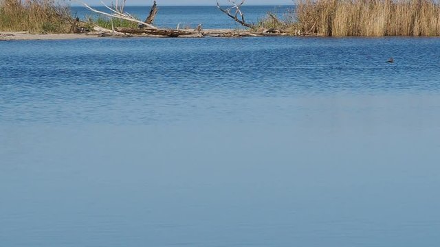Chesapeake Bay pond with passing bufflehead ducks