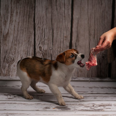 karmienie psa surowym mięsem - obrazy, fototapety, plakaty