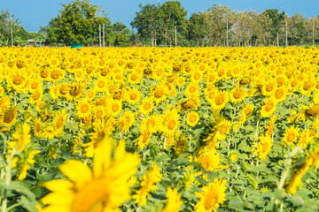 Fototapeta premium Beautiful landscape with field of blooming sunflowers field over cloudy blue sky and bright sun lights.Thailand.