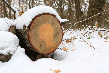Wooden log in winter time under snow