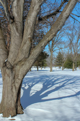 Snowy Park with a Tree Casting its Shadow